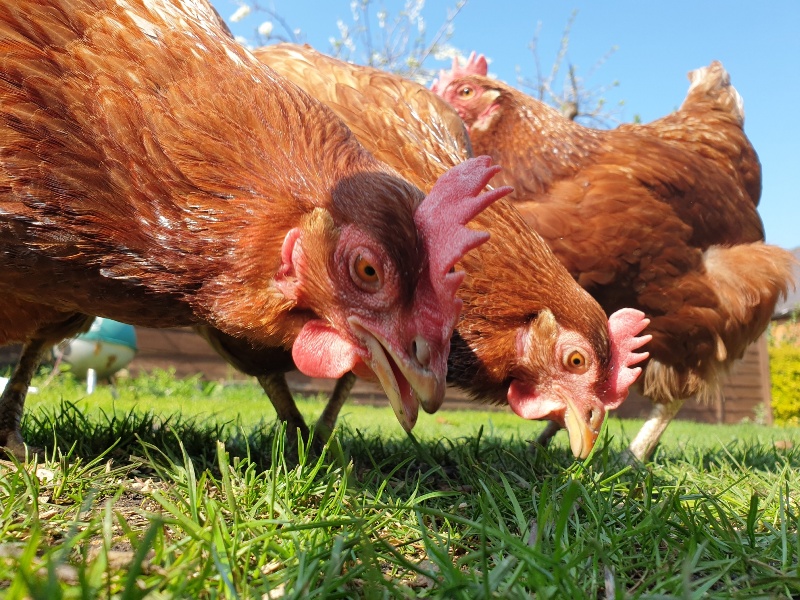 Thousands of ex-battery hens need new homes across Scotland or face death