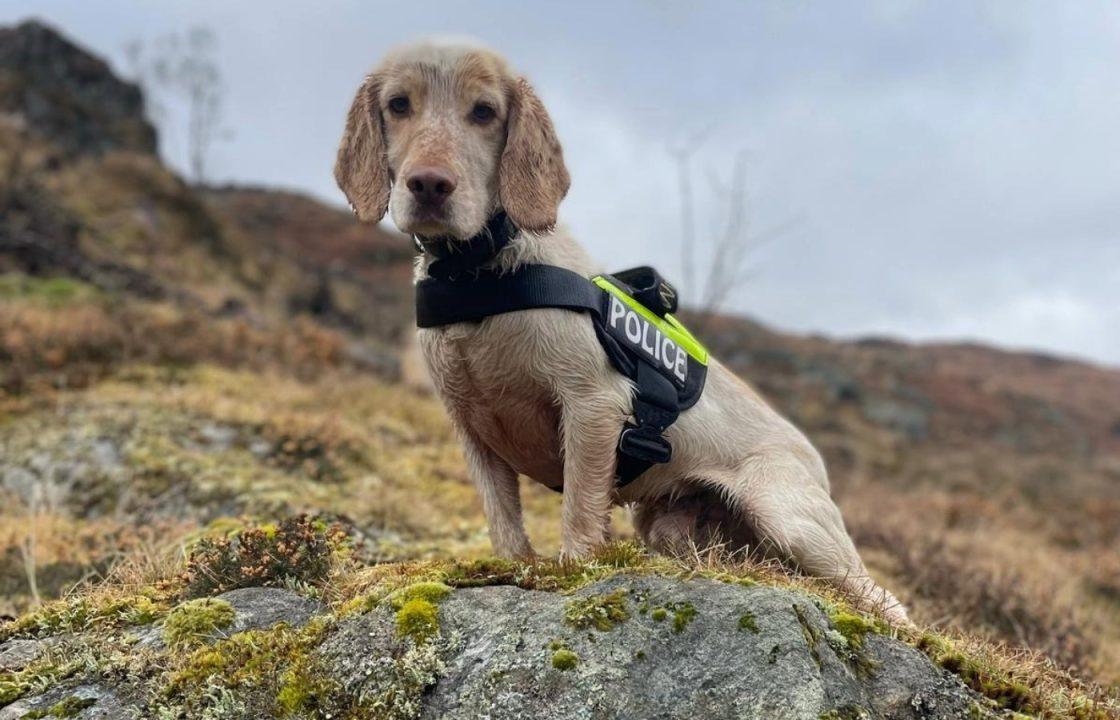 Police dog who saved life of missing man wins award at Crufts