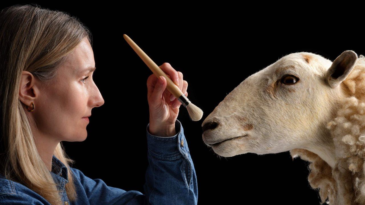 Cloned predecessor to Dolly the sheep goes on permanent show at museum