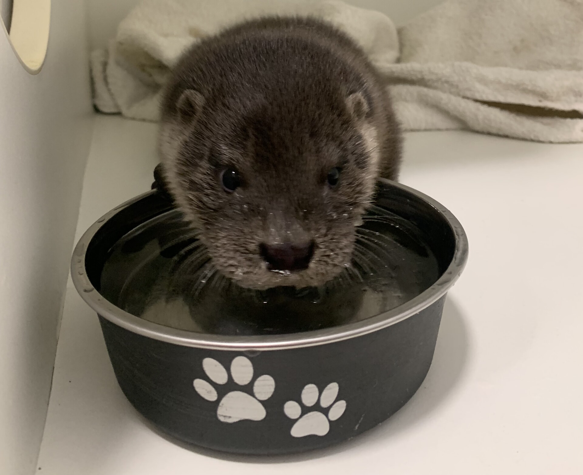 The Scottish SPCA said it is currently caring for an "unusual' number of otters.