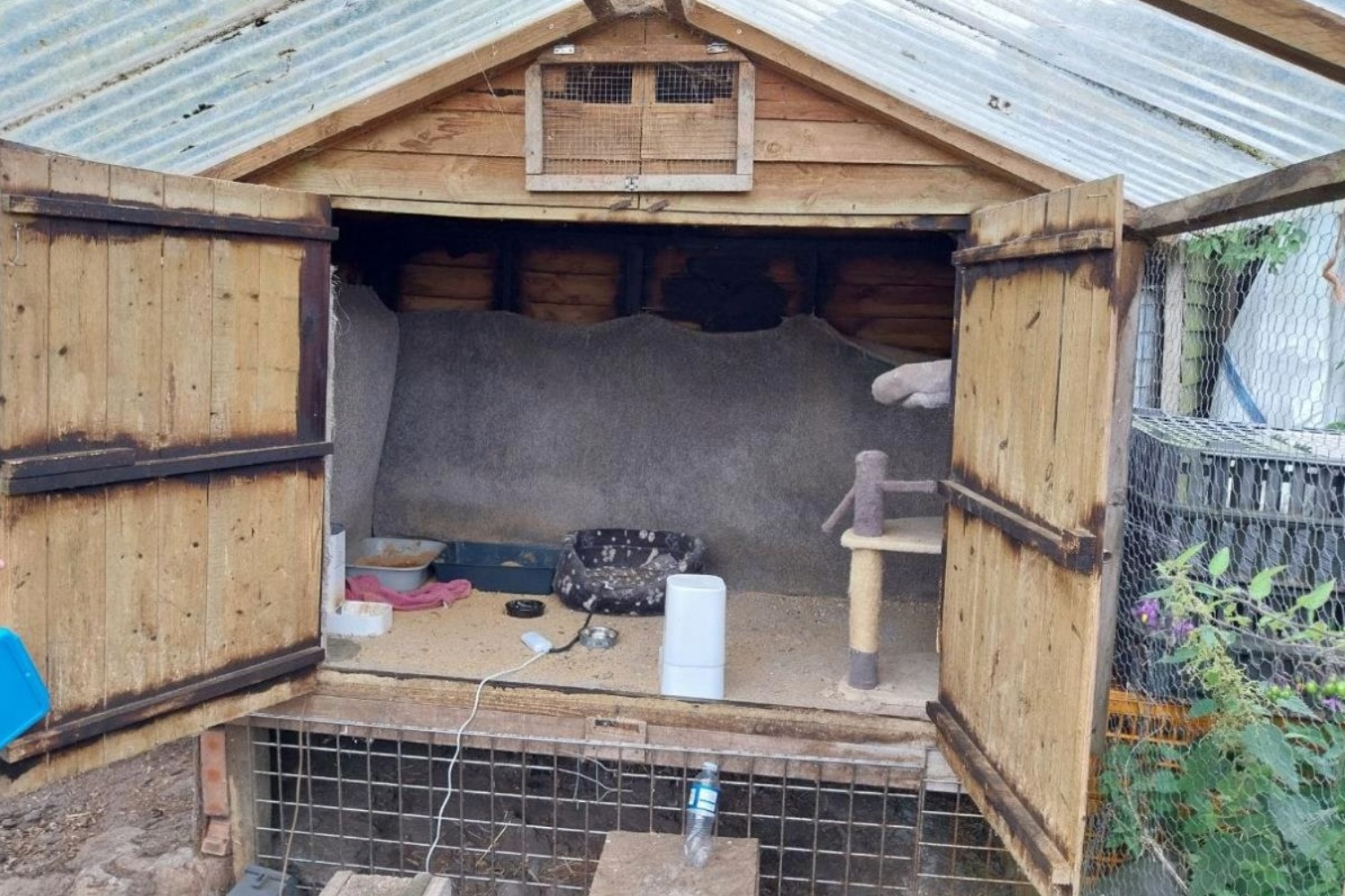 Other kittens were left in a chicken coop