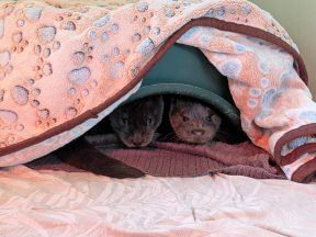 Scottish SPCA caring for ‘unusual’ number of abandoned otters