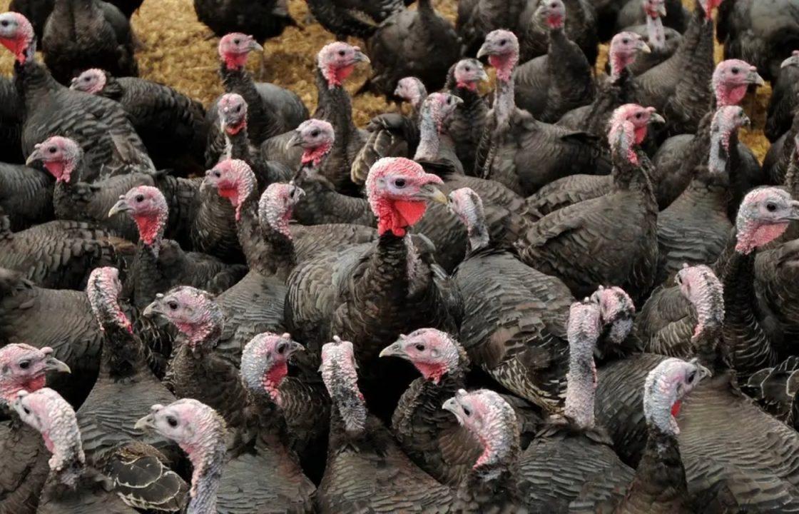 Small group of turkeys to receive bird flu vaccines as UK trial begins