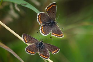 Scottish Forestry acted unlawfully in development that posed risk to butterflies