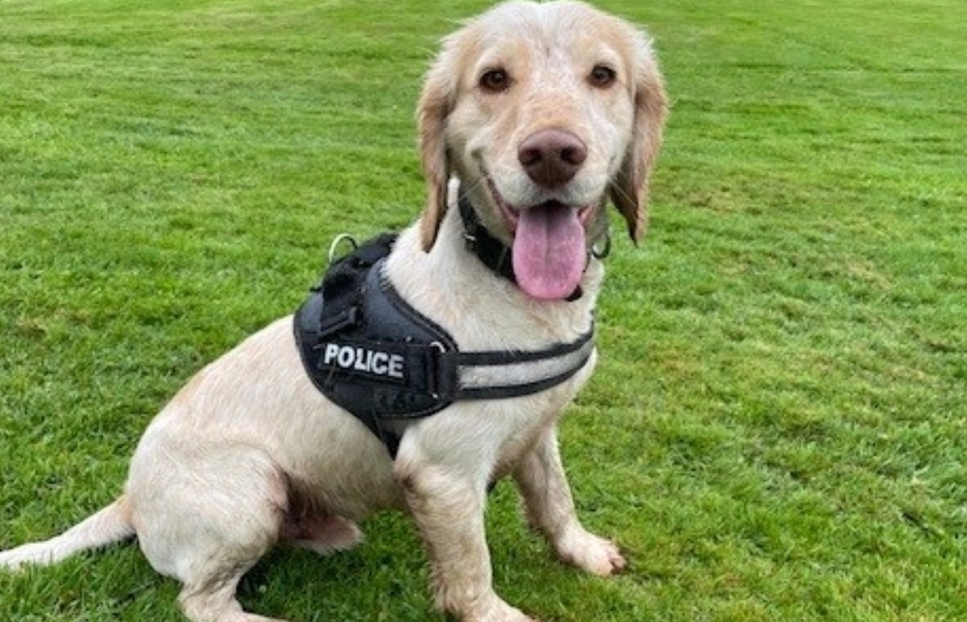 Police dog Mac has been given a special award