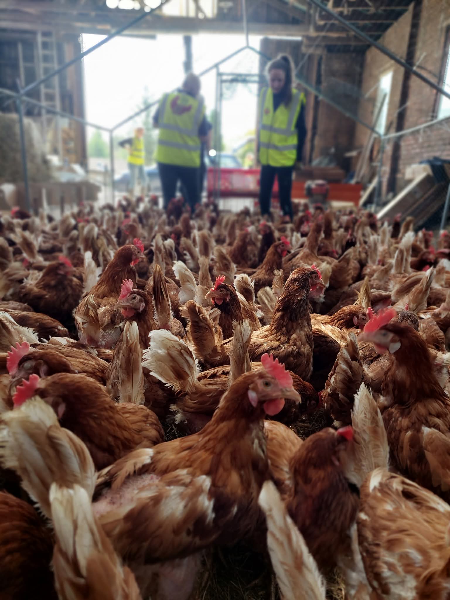 Thousands of hens are in need of new homes