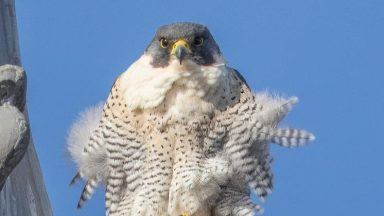 Peregrine falcons make Glasgow city chambers spire new home