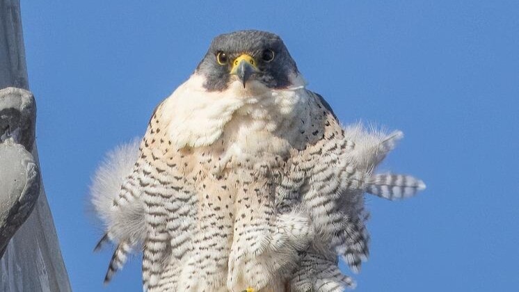 Peregrine falcons make Glasgow city chambers spire new home