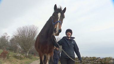 One of UK’s tallest horses set for new home