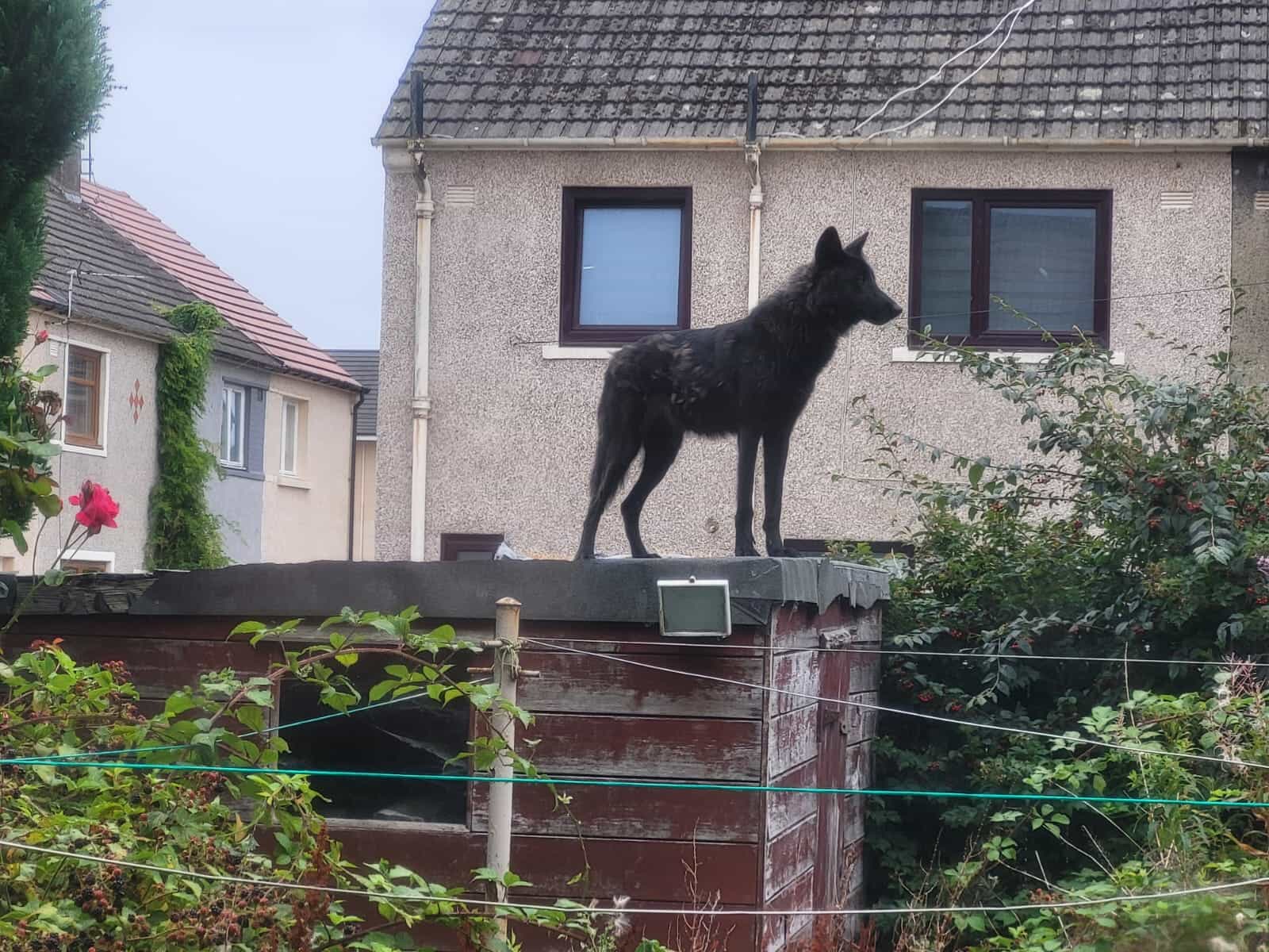 A wolfdog at the property in Grangemouth