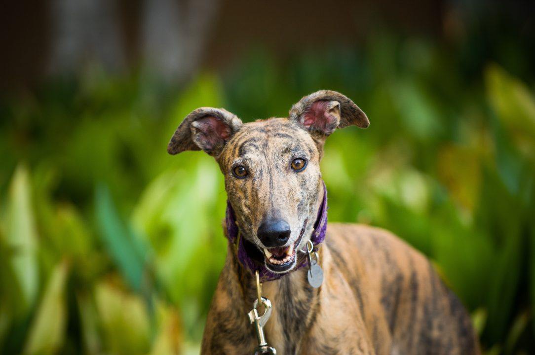 Greyhound racing banned in Scotland in ‘landmark win for animal welfare’