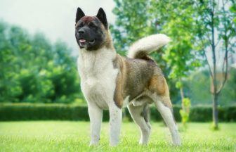 Two in hospital after being attacked by American Akita in home as police called