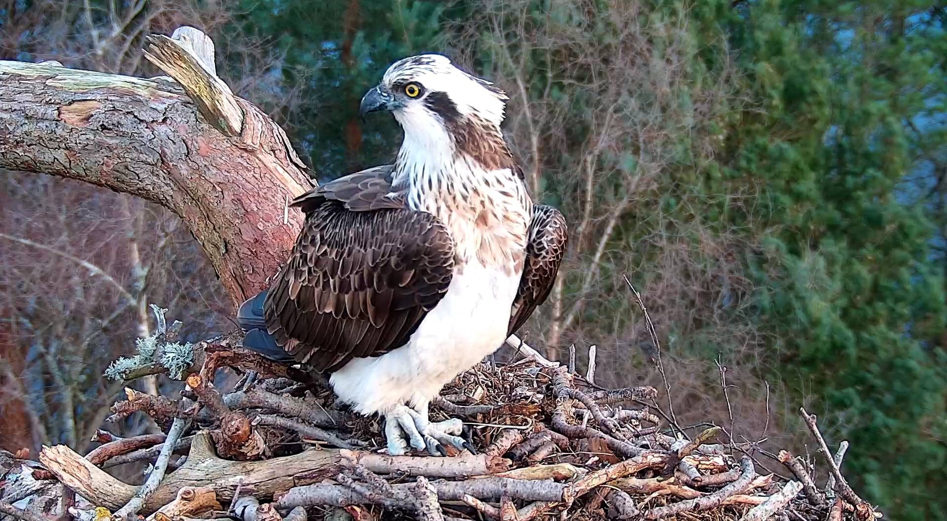 The female osprey is the first to arrive this season.