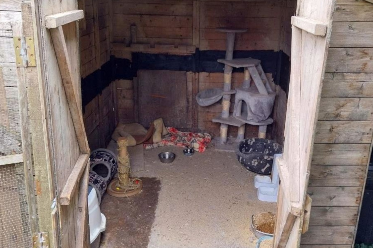 The kittens were left in the shed