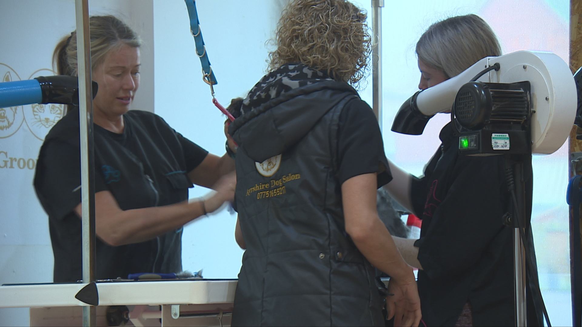 Pamela runs a dog grooming salon less than a mile from the harbout