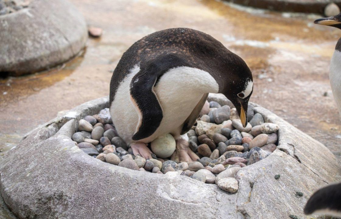 Easter comes early as penguins lay eggs at Edinburgh Zoo
