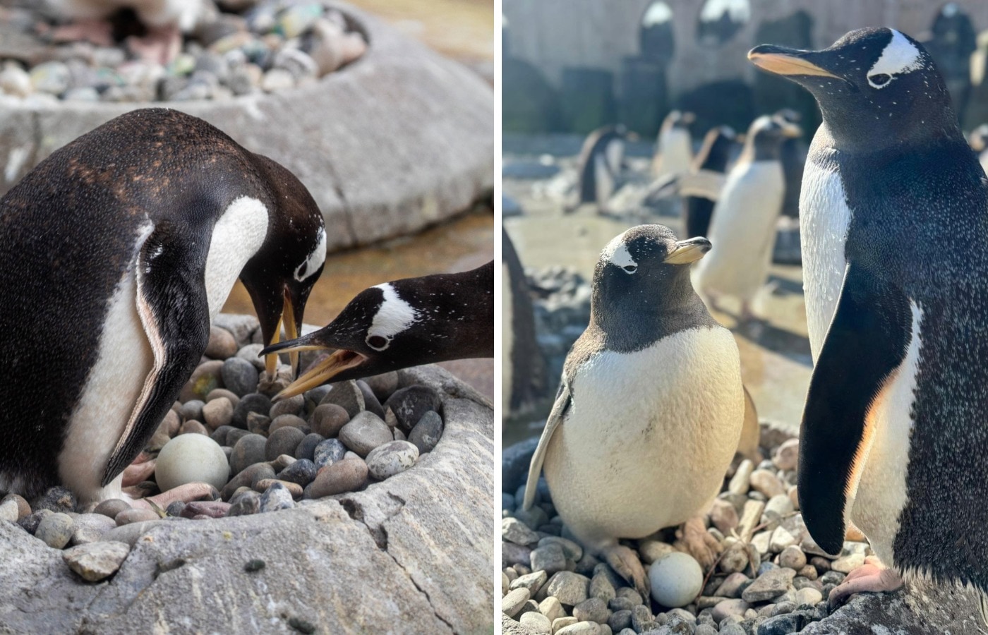 New arrivals are expected soon at Edinburgh Zoo