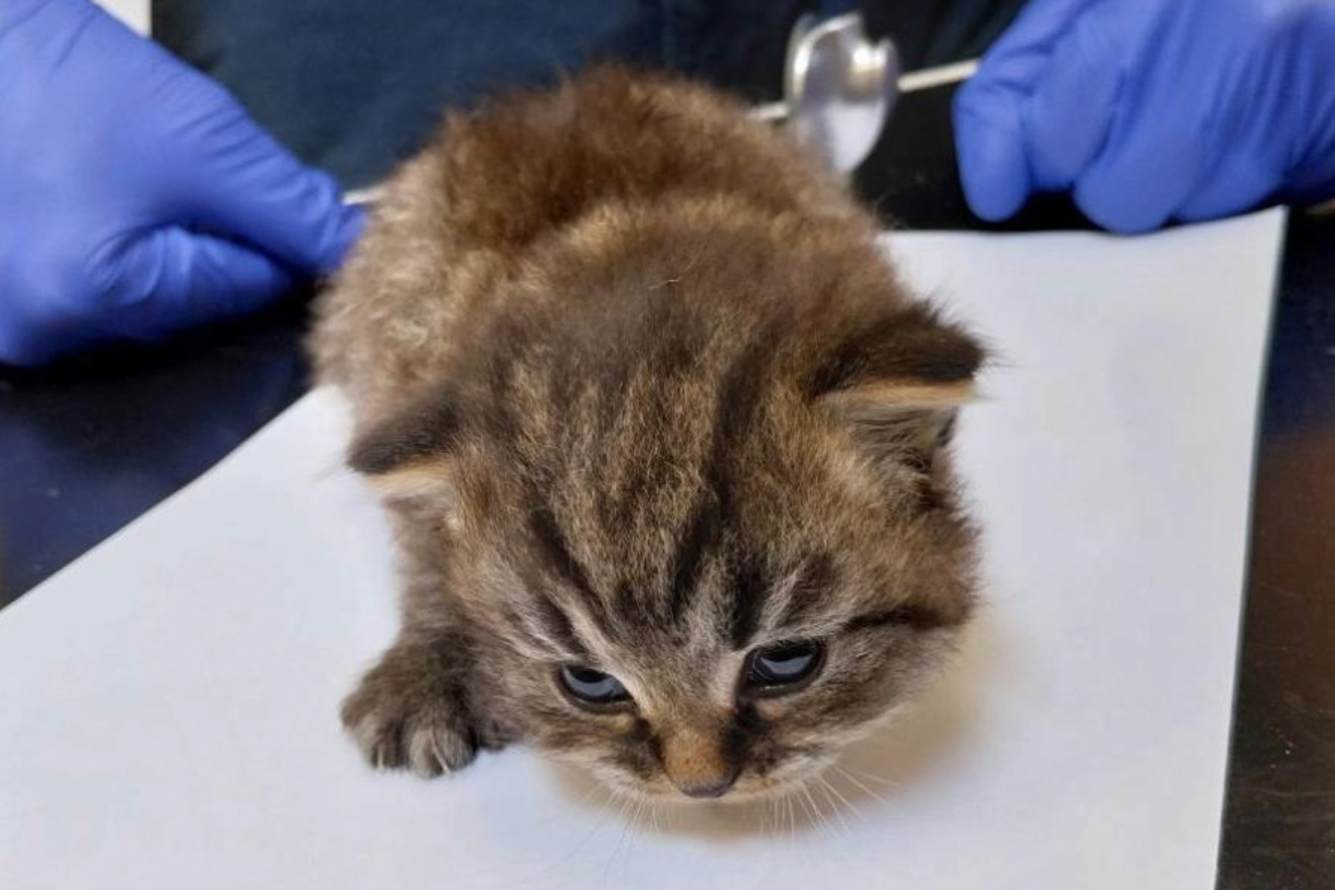 The rest of the kittens have now been rehomed