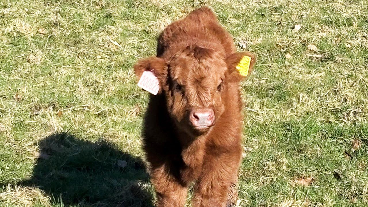 Highland cow calves delight visitors at Pollok Park