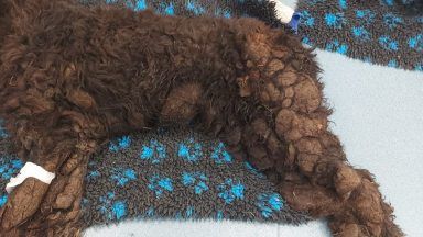 Man fined £800 after chronically underweight Selkirk dog died ‘writhing in agony’