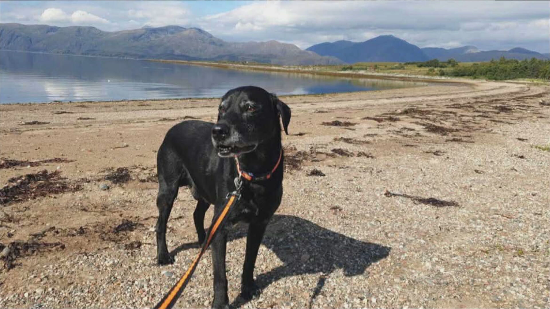 Iona's family dog Diesel died while she was staying at the care home in Nairn