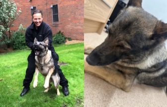 Retired police dog ‘overdoses’ on cannabis after eating drugs on walk