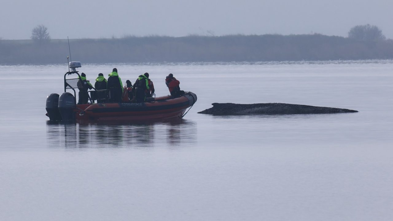 Rescuers lose hope for humpback whale stranded in Baltic Sea