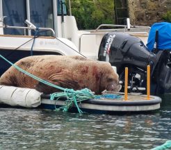 Public asked to avoid marina as walrus takes ‘much needed rest’