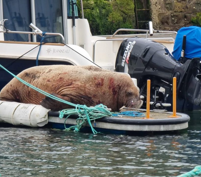 Public asked to avoid marina as walrus takes ‘much needed rest’