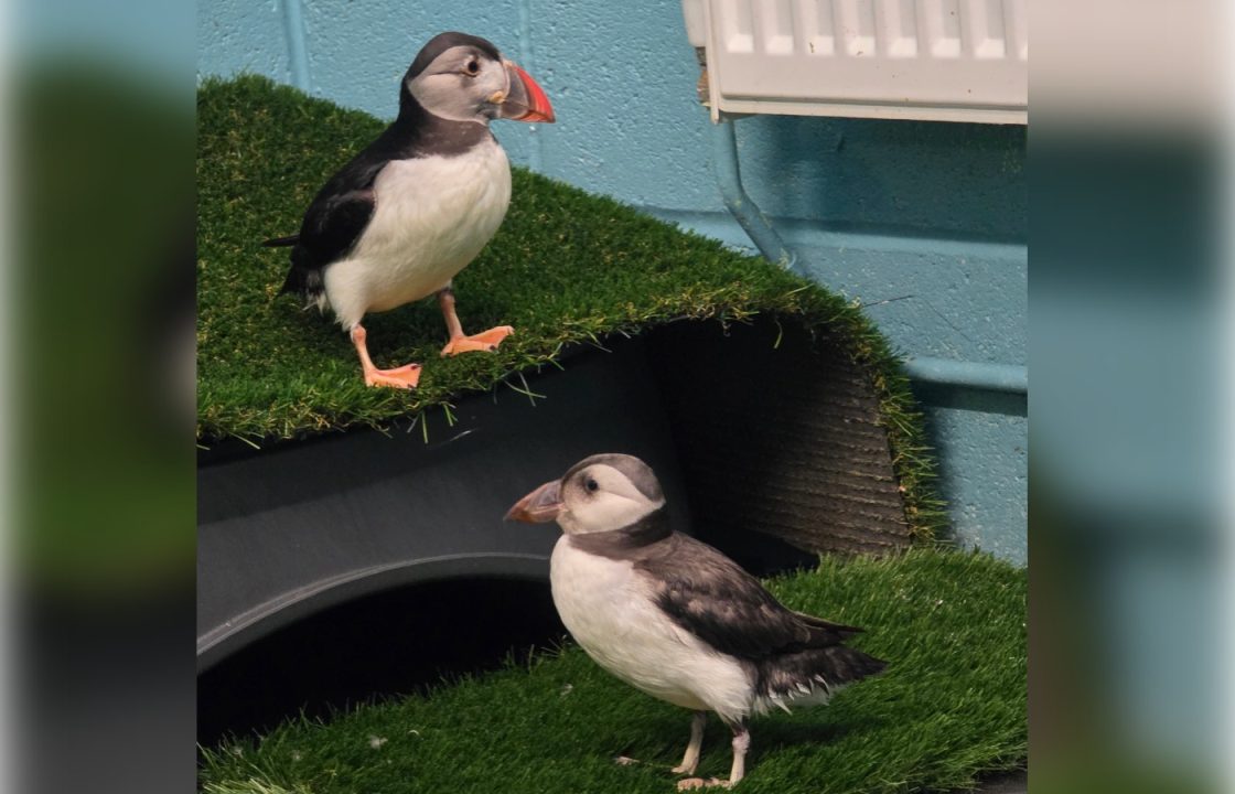 ‘Emaciated’ puffins found washed up in Fife during bad weather return to the water near Isle of May