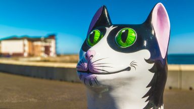 New cat sculpture trail proves purr-fect hit with public