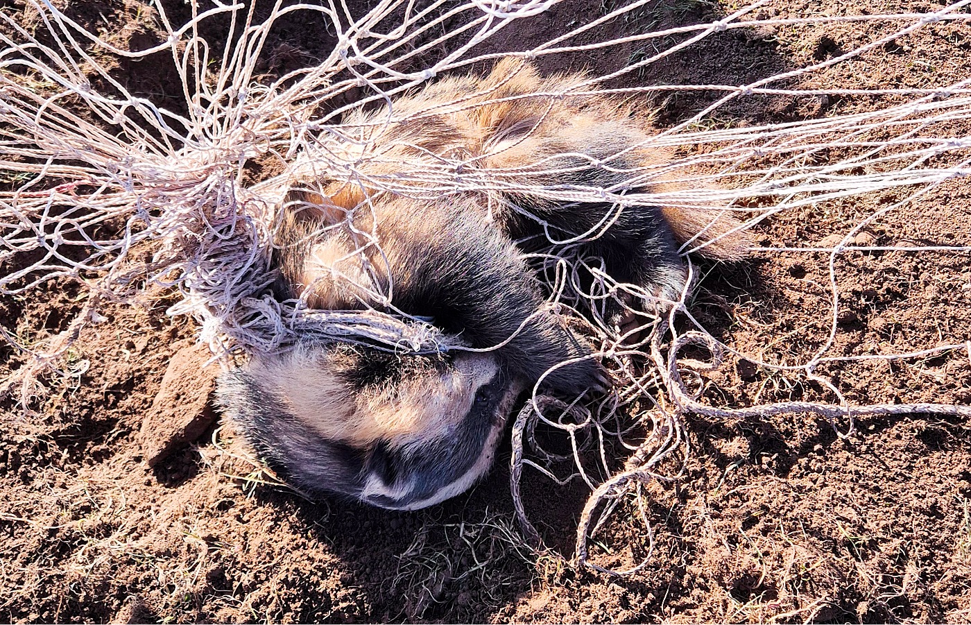 Badger caught in football net: 'The school actually initially told us they thought he was dead - on approach he quickly came to'