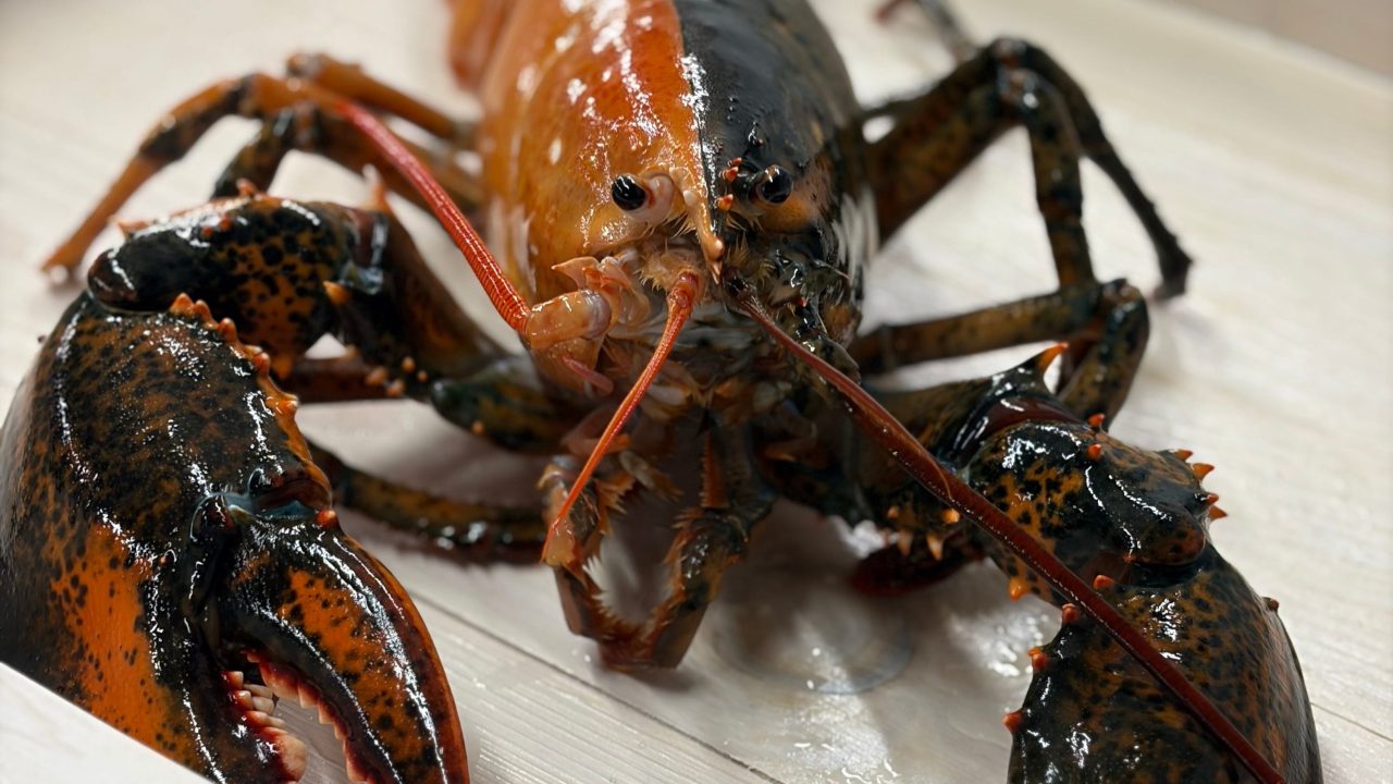 Rare two-coloured lobster gifted to science centre and saved from the pan
