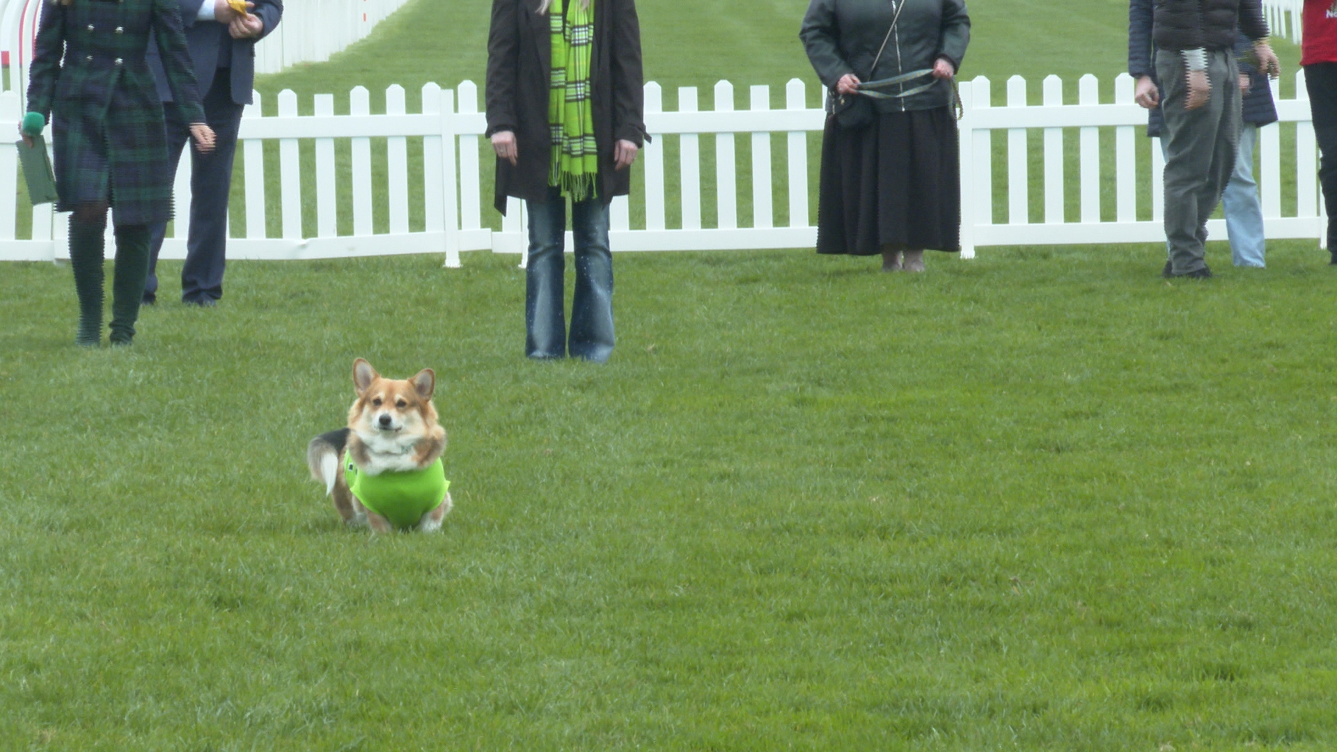 One Corgi wasn't too bothered about being first to cross the finish line