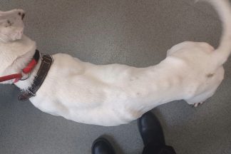 Aberdeen woman given animal ban after two ‘skeletal’ dogs living in faeces and urine