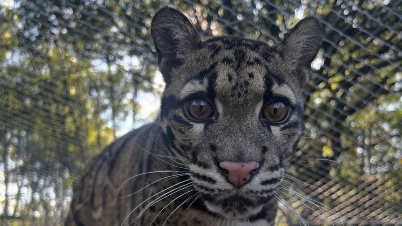 Five Sisters Zoo announce death of ‘much-loved’ clouded leopard