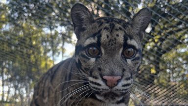 Five Sisters Zoo announce death of ‘much-loved’ clouded leopard