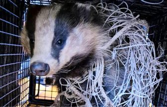 Badger rescued after being found entangled in Aberdeenshire school football net 