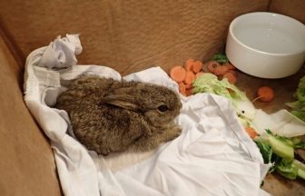 Three bunnies ‘doing well’ after being found running around North Sea rig