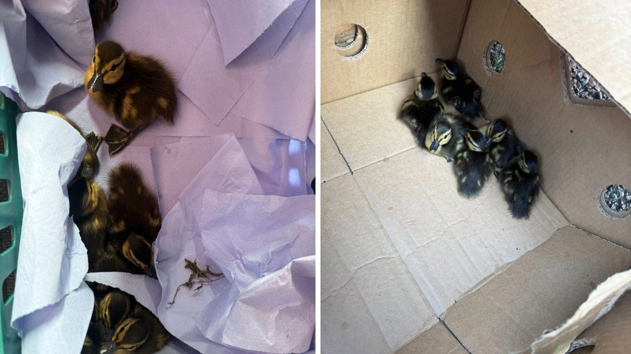Baby duck dies in M&S car park as shop thanks customers for rescuing group
