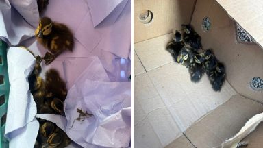 Baby duck dies in M&S car park as shop thanks customers for rescuing group