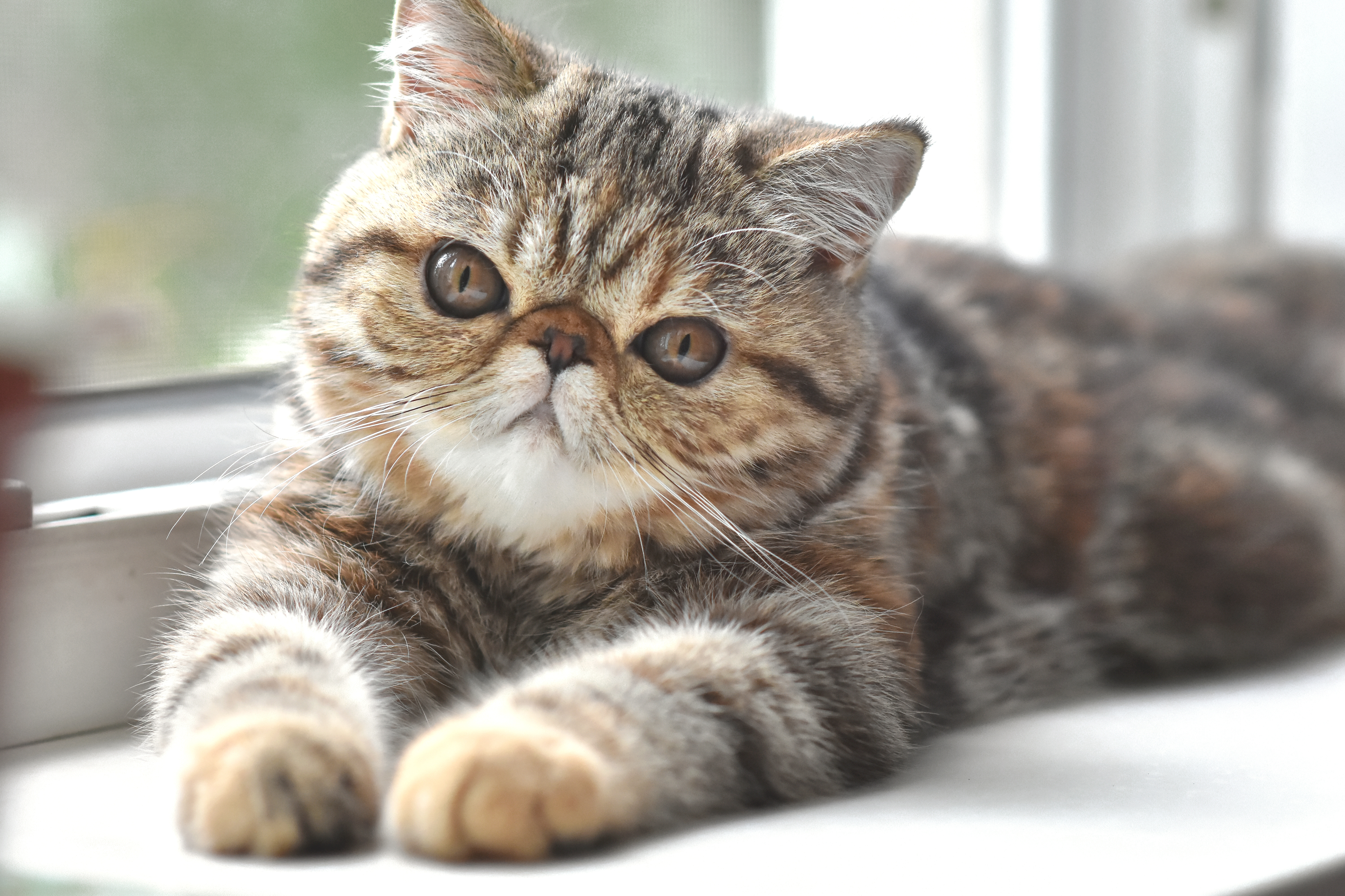 Cat breeds with flat faces, such as the Exotic Shorthair, are more prone to breathing difficulties.