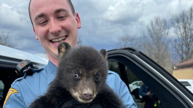 New Jersey state troopers rescue bear cub from roadside ditch