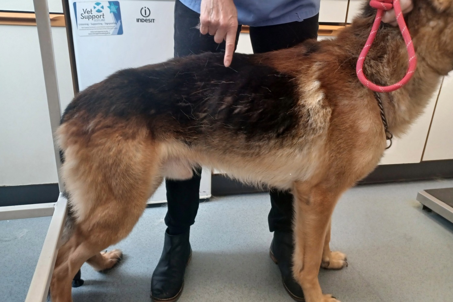 Max had dried faeces in his fur.