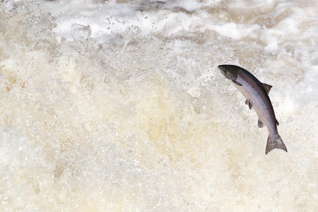 Scotland’s wild salmon fall to record low numbers