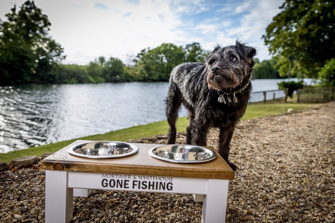 Bob Mortimer ‘very, very sad’ after death of Gone Fishing dog Ted