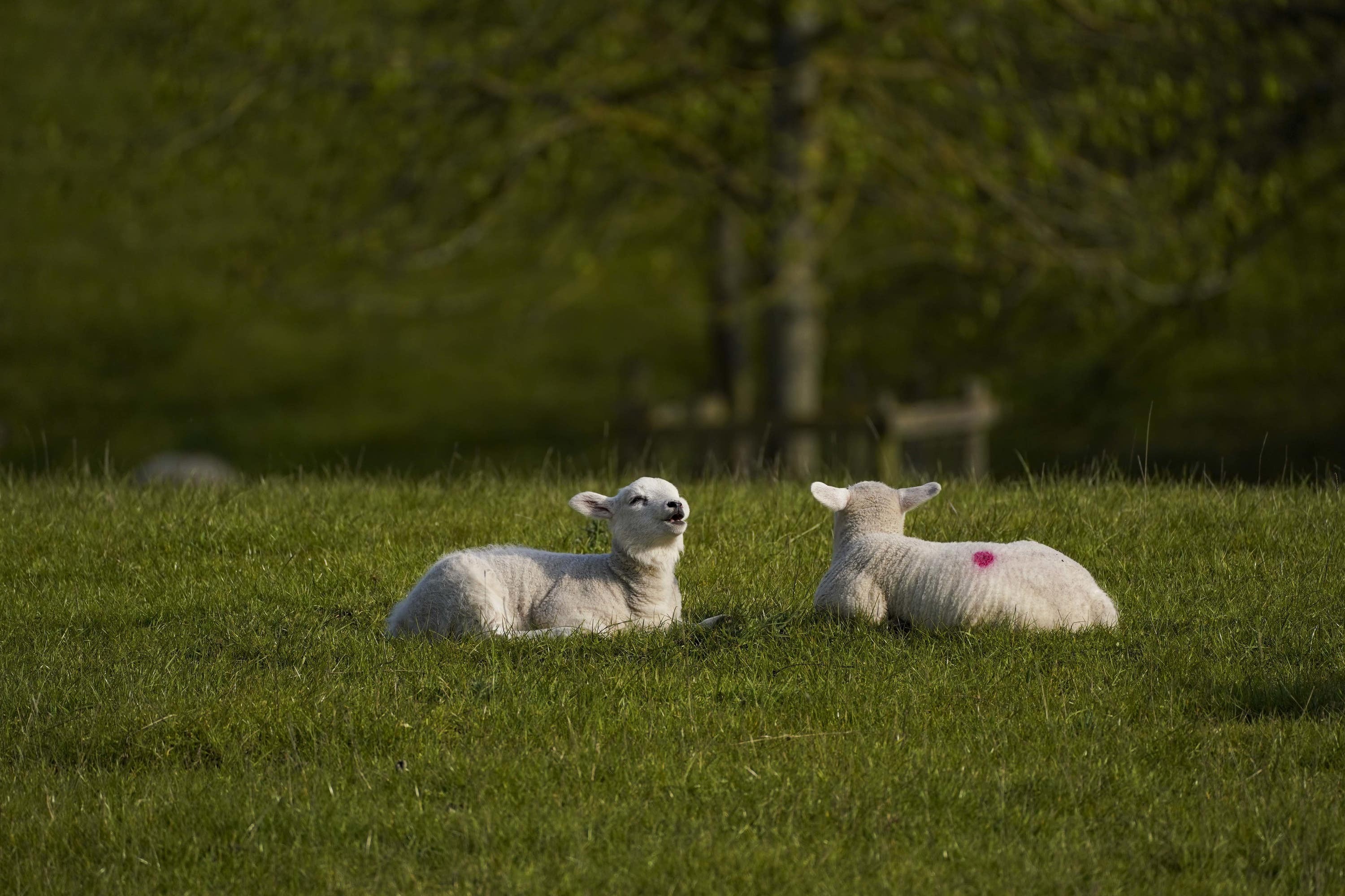 Livestock farmers face challenges from the climate
