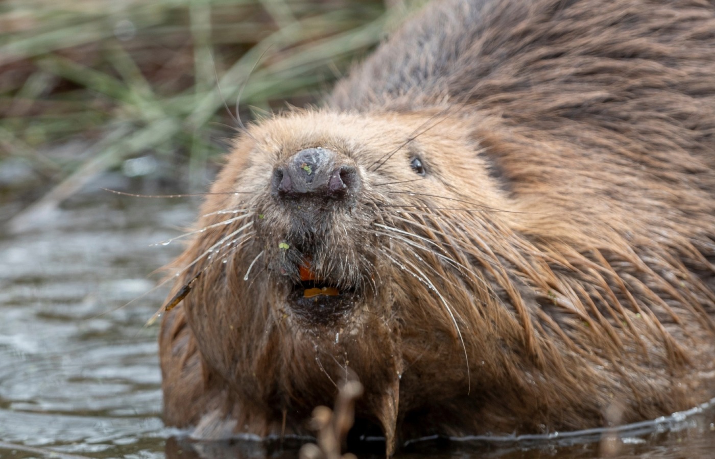 Fig is back in the wild