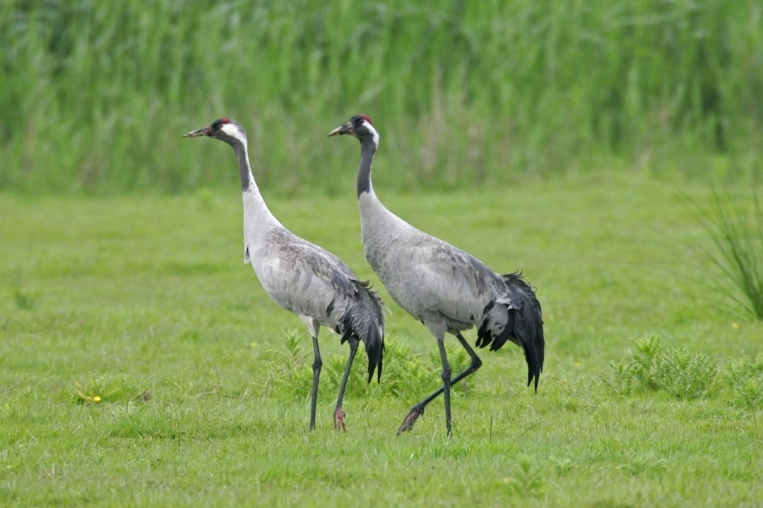 Record breeding season for Scotland’s tallest birds