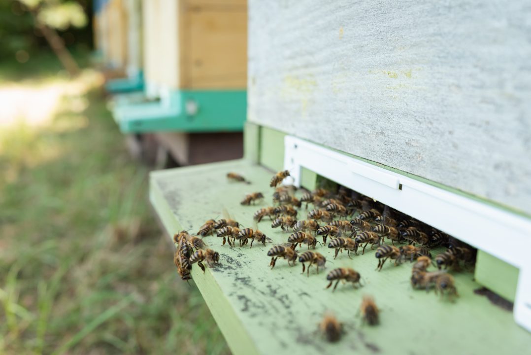 Bid to build country home in East Lothian to help care for beehives rejected by planners